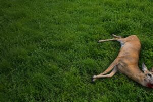 DDL Caccia, ovvero come spararsi sui piedi da soli