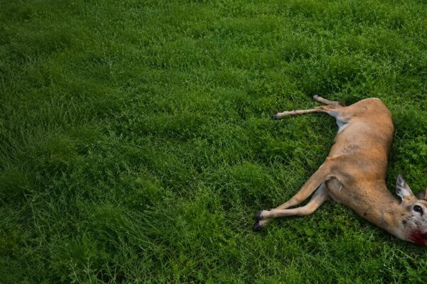 DDL Caccia, ovvero come spararsi sui piedi da soli
