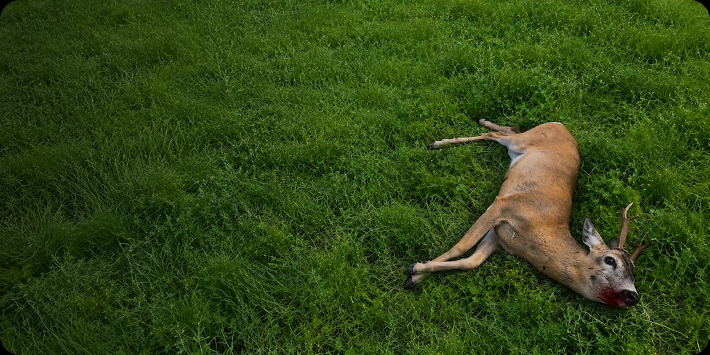 DDL Caccia, ovvero come spararsi sui piedi da soli